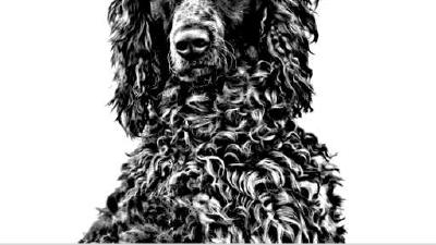 Понт-одемерский спаниель — всё о собаке