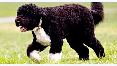 Португальская овчарка — всё о собаке