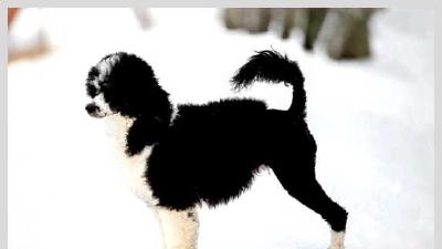 Португальская водяная собака — всё о собаке