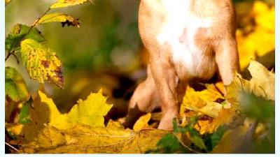 Португальский поденгу — всё о собаке