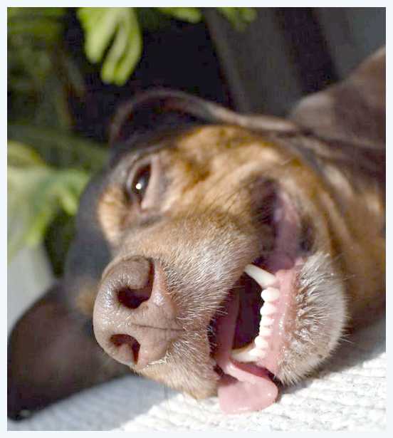 Потеют ли собаки и как это происходит