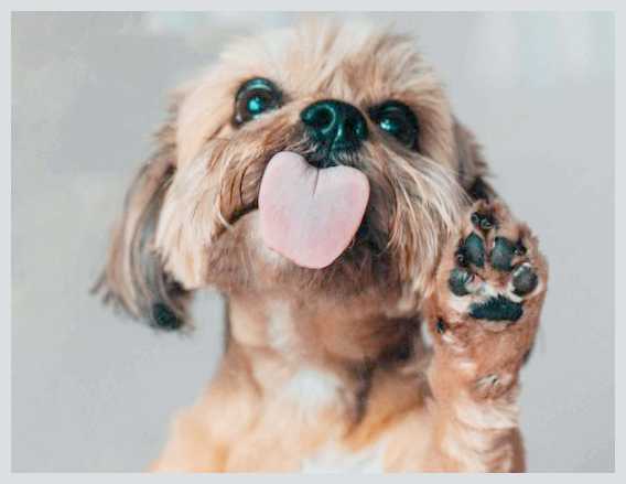 Потеют ли собаки и как это происходит