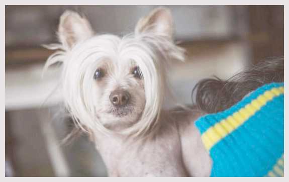 Потеют ли собаки и как это происходит