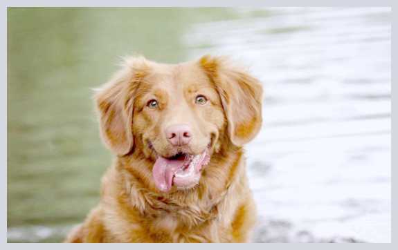 Потеют ли собаки и как это происходит