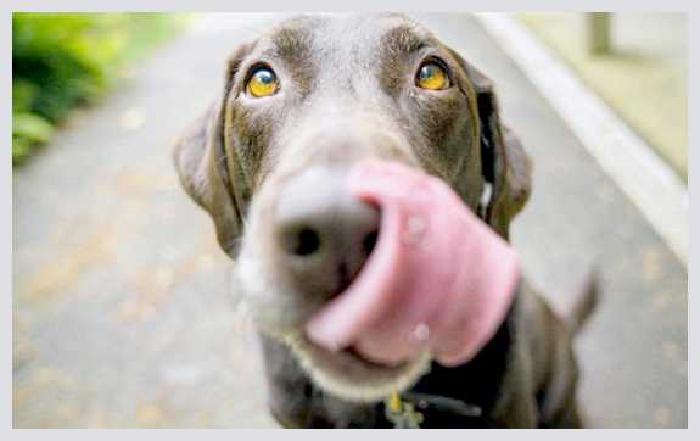 Потеют ли собаки и как это происходит