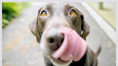 Потеют ли собаки и как это происходит