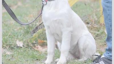 Правильное социализирование щенка советы по воспитанию