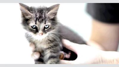 Правильный выбор ветеринара для вашей кошки что нужно учитывать