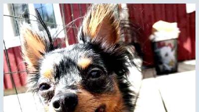 Пражский крысарик — всё о собаке