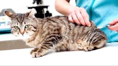 Прививки для кошек обязательный календарь и рекомендации ветеринара