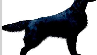 Прямошёрстный ретривер — всё о собаке