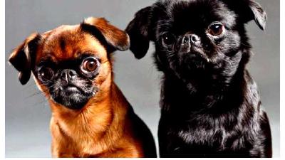 Пти-брабансон — всё о собаке