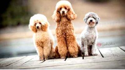 Пудель — всё о собаке