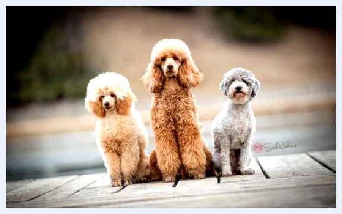 Пудель — всё о собаке