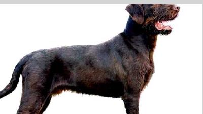 Пудельпойнтер — всё о собаке