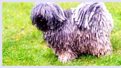 Пули — всё о собаке