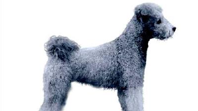 Пуми (порода собак) — всё о собаке