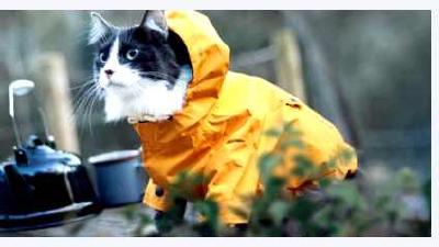 Путешествие с кошкой как подготовиться и что взять с собой