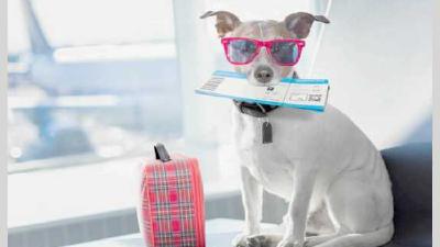 Путешествие с собакой подготовка и советы по транспортировке