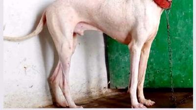 Раджапалайям (порода собак) — всё о собаке