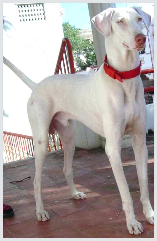 Раджапалайям (порода собак) - всё о собаке