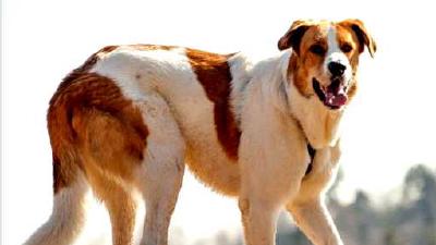 Рафейру ду Алентежу — всё о собаке