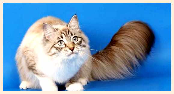 Рагамаффин - всё о кошках Кошки породы Рагамаффин известны своим