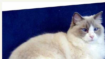 Рагамаффин — всё о кошках