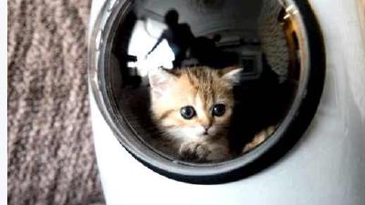 Разведение породистых кошек как бизнес или занятие для души