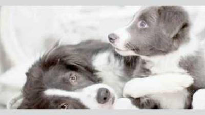 Разведение собак на продажу основы правила есть ли выгода