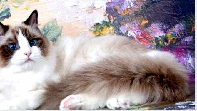 Рэгдолл — всё о кошках