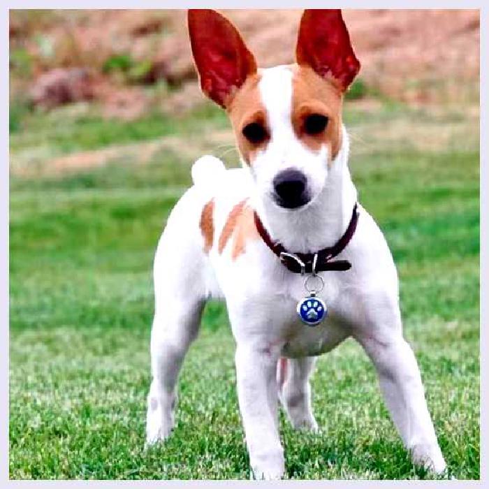 Рэт-терьер — всё о собаке