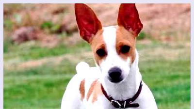 Рэт-терьер — всё о собаке