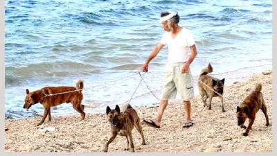 Рюкю (порода собак) — всё о собаке