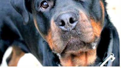 Ротвейлер — всё о собаке