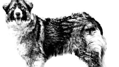 Румынская карпатская овчарка — всё о собаке