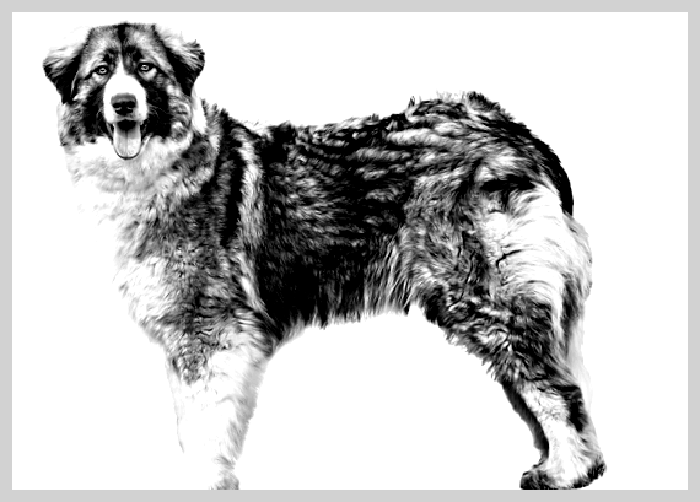 Румынская карпатская овчарка — всё о собаке