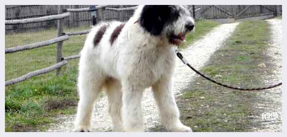 Румынская карпатская овчарка - всё о собаке могут стать настоящими друзьями