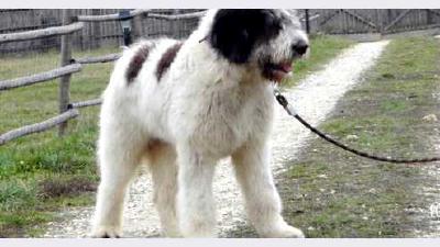 Румынская миоритская овчарка — всё о собаке