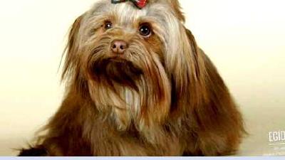 Русская цветная болонка — всё о собаке