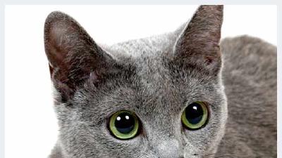 Русская голубая кошка — всё о кошках