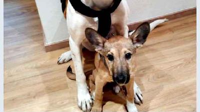 Русская гончая — всё о собаке