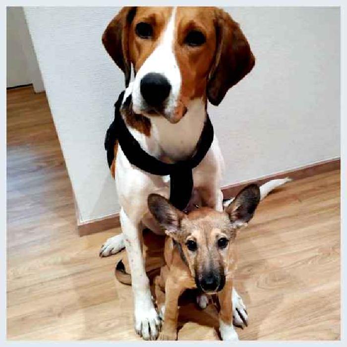 Русская гончая — всё о собаке