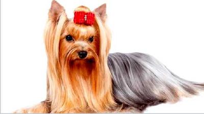 Русская салонная собака — всё о собаке