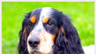 Русский охотничий спаниель — всё о собаке