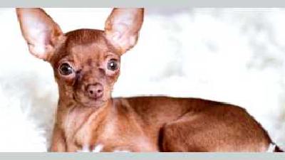 Русский той — всё о собаке