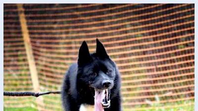 Русско-европейская лайка — всё о собаке