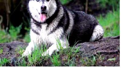 Сахалинский хаски — всё о собаке