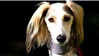 Салюки — всё о собаке