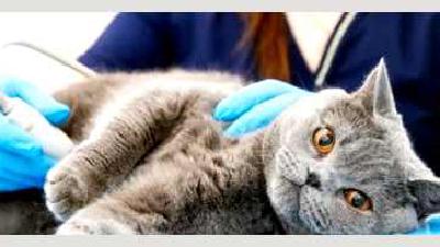 Самодиагностика здоровья кошки основные признаки и симптомы